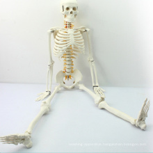SKELETON05 (12365) Medical Science Middle Skeleton Anatomy Model with Spinal Nerve, 85cm Skeleton Model ,Best Gift for Doctor